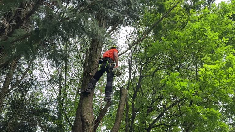 How Our Tree Care Process Works  in  Springboro, OH