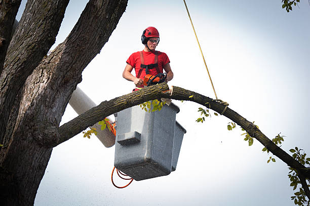 Leaf Removal in Springboro, OH